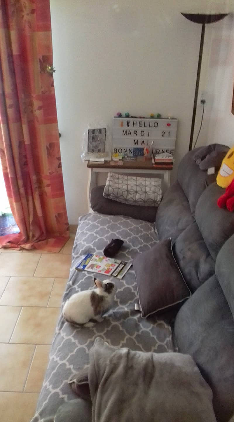 Haribo a rejoint le concours — aidez-le/la à gagner de superbes lots ! canidae, cat, comfort, couch, dog_breed, floor, flooring, furniture, interior_design, living_room, non_sporting_group, play, room