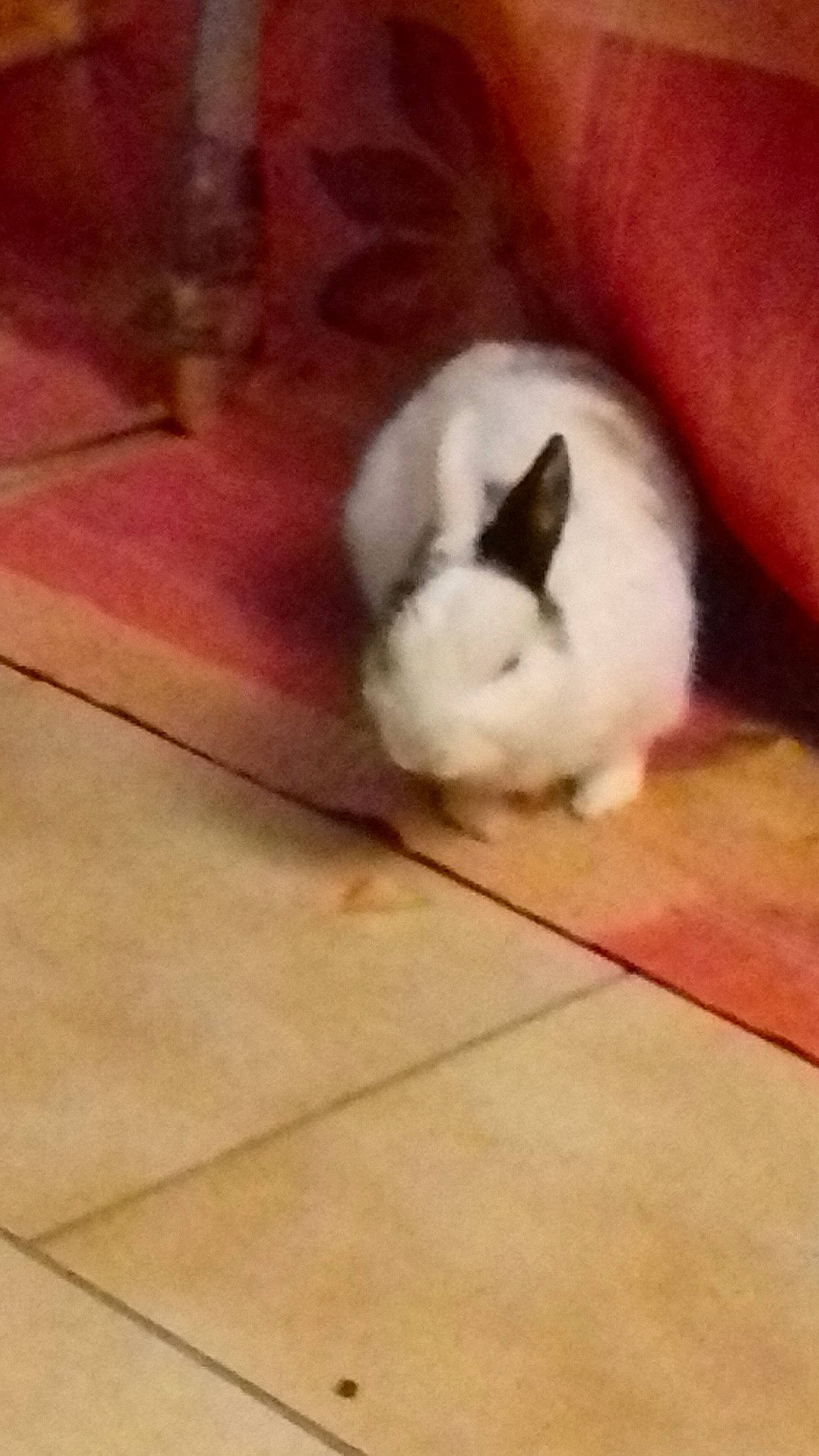 Haribo participe au concours pour gagner de l'argent avec cette photo : domestic_rabbit, ear, fawn, nose, rabbit, rabbits_and_hares, skin, tail, whiskers