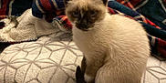 Cookie participe au concours pour gagner de l'argent avec cette photo : aluminium, animal, bed, bedroom, blanket, cat, couch, furniture, homedecor, indoors, kitten, laundry, linen, manx, person, pet, quilt, room, siamese, towel