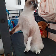 Cookie participe au concours pour gagner de l'argent avec cette photo : cat, siamese_cat, blue_eyes, sitting, black_shelf, blanket, teddy_bear, stuffed_toy, indoor, frozen_container, toy, curious, pet, furniture, home, animal, white_fur, brown_fur, paw, shelf