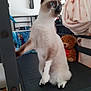 cat, siamese_cat, blue_eyes, sitting, black_shelf, blanket, teddy_bear, stuffed_toy, indoor, frozen_container, toy, curious, pet, furniture, home, animal, white_fur, brown_fur, paw, shelf