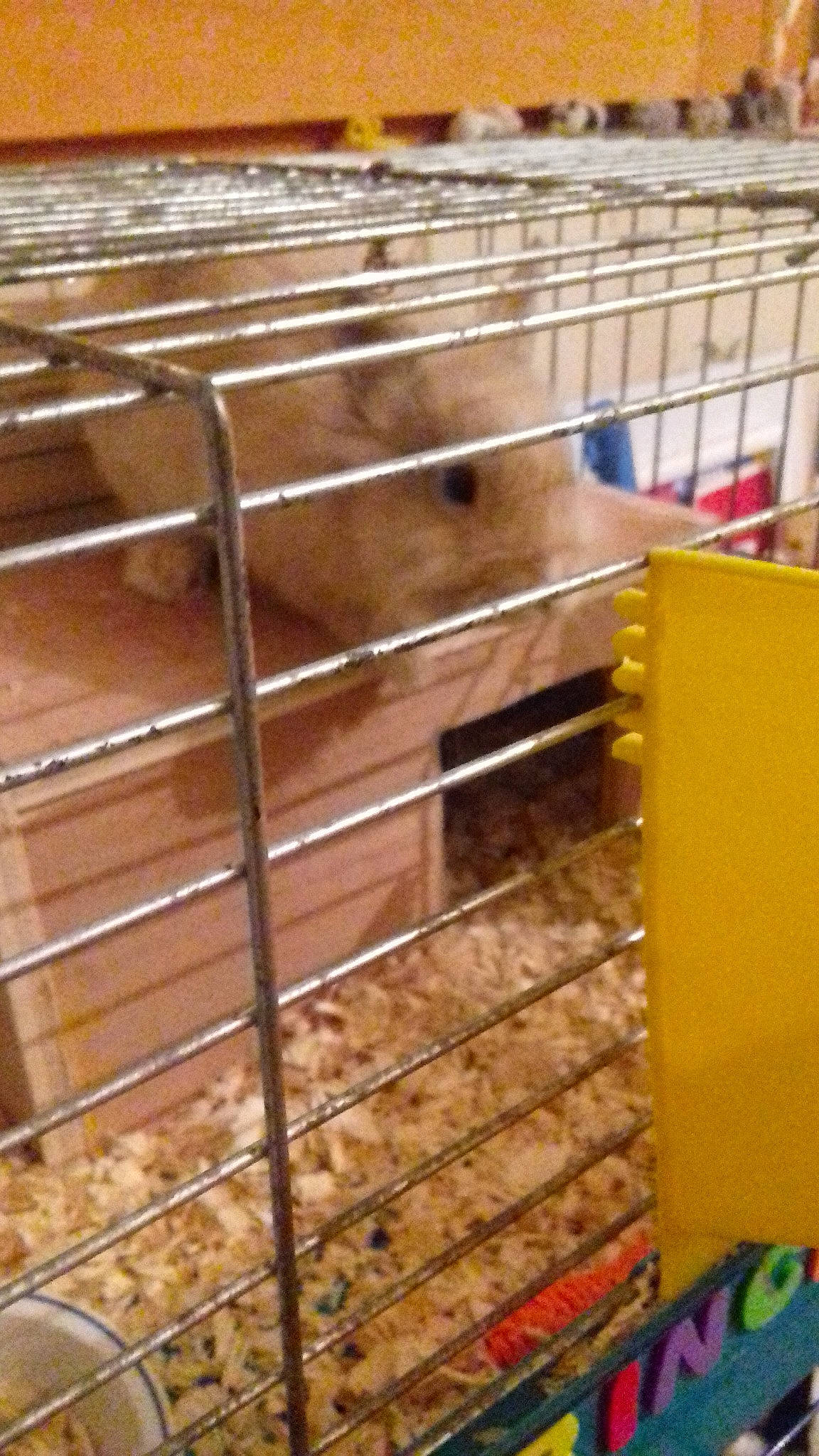 Princesse a rejoint le concours — aidez-le/la à gagner de superbes lots ! cage, degu, gerbil, hamster, mouse, muridae, muroidea, rat, rodent