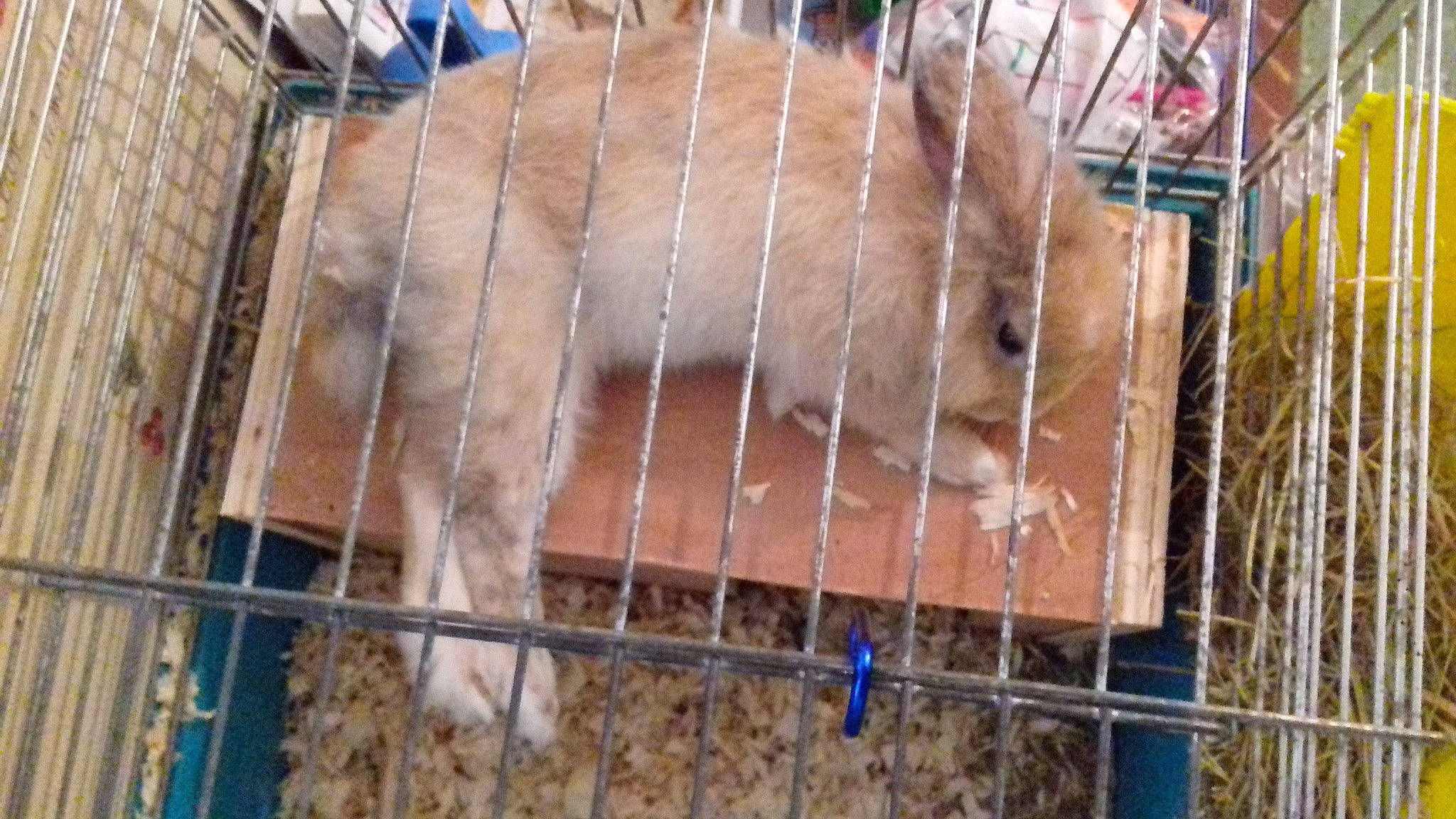 Princesse a rejoint le concours — aidez-le/la à gagner de superbes lots ! animal_shelter, cage, canidae, fawn, rabbits_and_hares, zoo