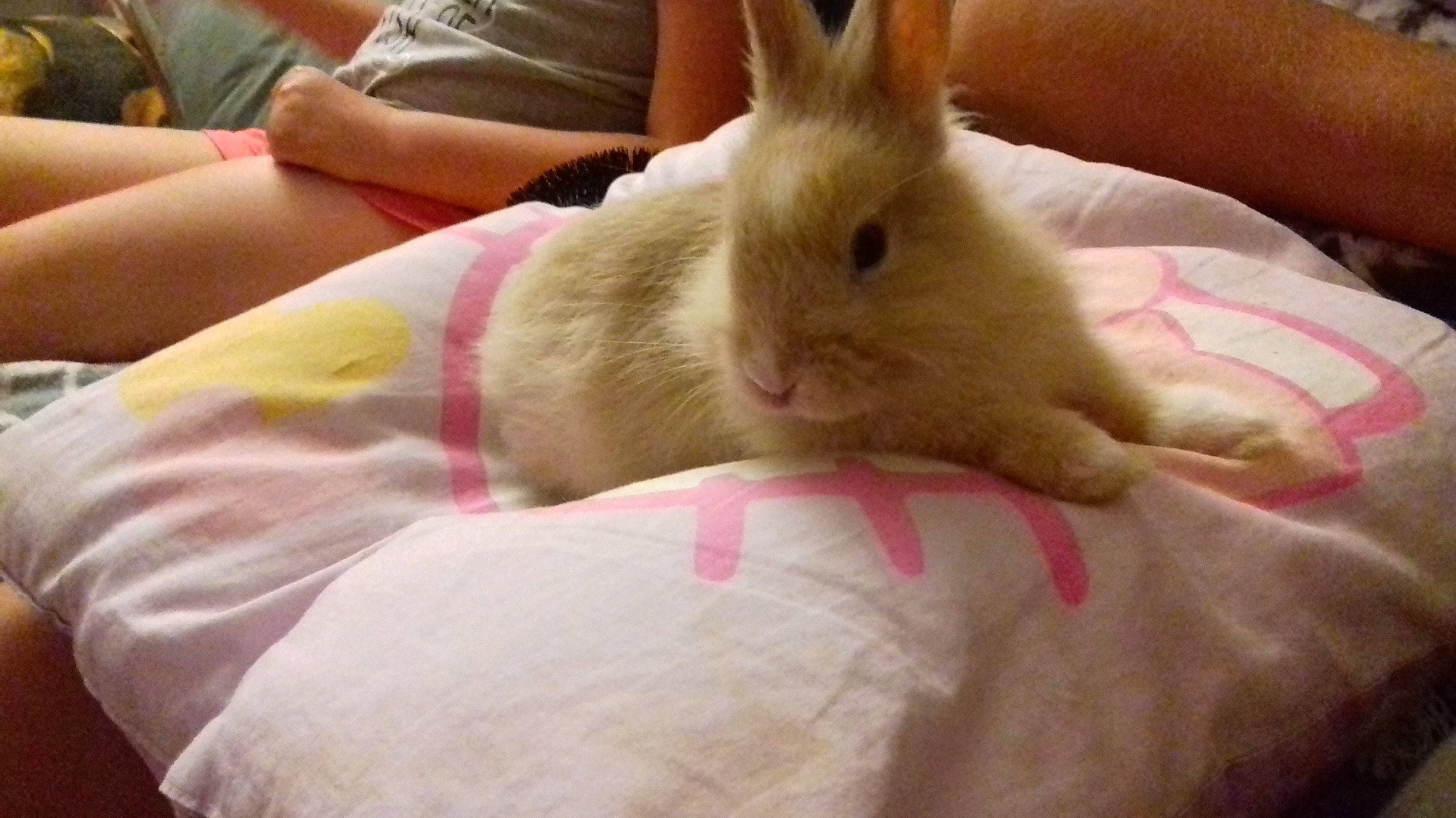 Princesse a rejoint le concours — aidez-le/la à gagner de superbes lots ! domestic_rabbit, ear, fawn, hare, mouth, rabbit, rabbits_and_hares, skin, whiskers