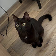 Bella participe au concours pour gagner de l'argent avec cette photo : black_cat, cat, pet, animal, wooden_floor, flooring, indoor, furniture, metal_shelf, curious, wide_eyes, sitting, tail, ears, whiskers, domestic_cat, looking_up, household, cute, alert