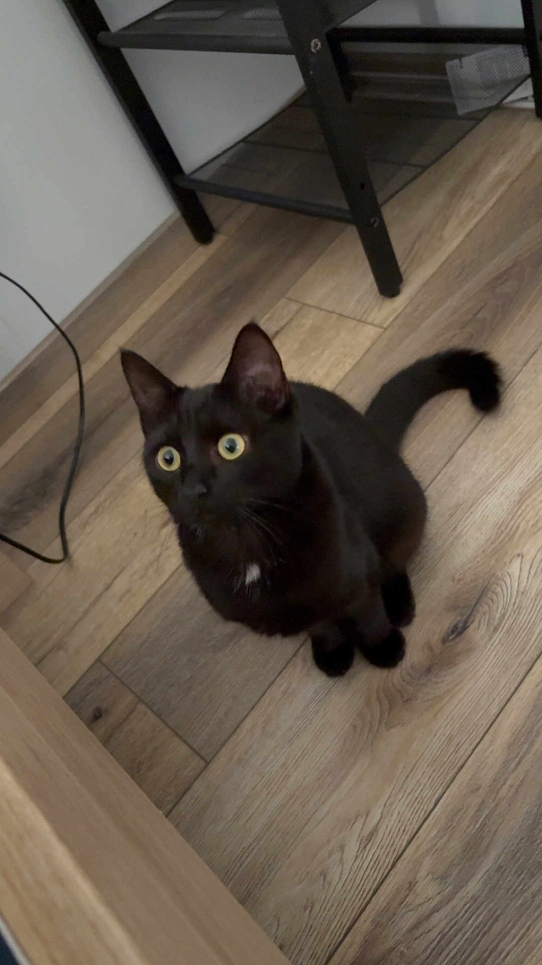 Bella participe au concours pour gagner de l'argent avec cette photo : black_cat, cat, pet, animal, wooden_floor, flooring, indoor, furniture, metal_shelf, curious, wide_eyes, sitting, tail, ears, whiskers, domestic_cat, looking_up, household, cute, alert