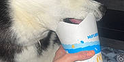 Togo participe au concours pour gagner de l'argent avec cette photo : dog, husky, pet, animal, cup, hand, indoor, carpet, fur, mouth, licking, nail_polish, glitter, person, paw, collar, flash, red_eye, food_container, pattern