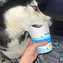 dog, husky, pet, animal, cup, hand, indoor, carpet, fur, mouth, licking, nail_polish, glitter, person, paw, collar, flash, red_eye, food_container, pattern