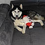 husky, dog, couch, plush_toy, indoor, pet, animal, fur, black_and_white, relaxed, window, curtain, home, living_room, toy, lying_down, canine, companion, domestic, cozy