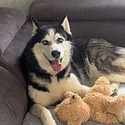 Togo a rejoint le concours — aidez-le/la à gagner de superbes lots ! husky, dog, pet, couch, indoor, cozy, tongue_out, happy, plush_toy, teddy_bear, fur, animal, companion, relaxed, smiling, home, blanket, window, curtain, comfort