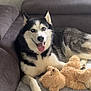 husky, dog, pet, couch, indoor, cozy, tongue_out, happy, plush_toy, teddy_bear, fur, animal, companion, relaxed, smiling, home, blanket, window, curtain, comfort