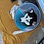 dog, husky, cone, protective_cone, blanket, mustard_color, toy, green_toy, floor, concrete, pet, animal, lying_down, looking_up, recovery, outdoor, resting, black_and_white, ears, paw