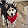 alert, animal, blue_eyes, canine, companion, cute, dog, domestic, ears, friendly, fur, husky, indoor, looking, pet, portrait, red_bandana, standing, tail, wooden_floor
