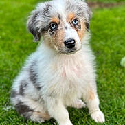 Ar-Men participe au concours pour gagner de l'argent avec cette photo : adorable, alert, animal, background_blur, blue_eyes, canine, cute, dog, fluffy, fur, grass, greenery, nature, outdoor, pet, portrait, puppy, sitting, soft_focus, young