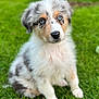 adorable, alert, animal, background_blur, blue_eyes, canine, cute, dog, fluffy, fur, grass, greenery, nature, outdoor, pet, portrait, puppy, sitting, soft_focus, young