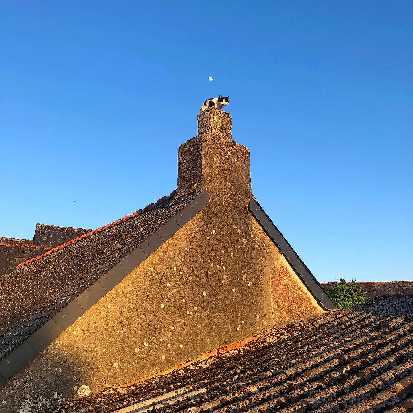 Felix participe au concours pour gagner de l'argent avec cette photo : cat, chimney, roof, building, sky, moon, sunlight, outdoor, animal, pet, daytime, clear_sky, texture, shadow, architecture, nature, quiet, peaceful, solitude, silhouette
