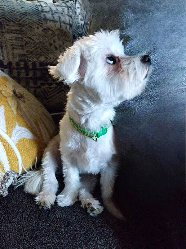 Gracie is registered to the contest to win money with this photo: canidae, carnivore, collar, companion_dog, dog, dog_breed, dog_clothes, dog_collar, dog_supply, eyewear, fur, sleeve, small_terrier, snout, sporting_group, sunglasses, terrier, toy_dog, water_dog, working_animal