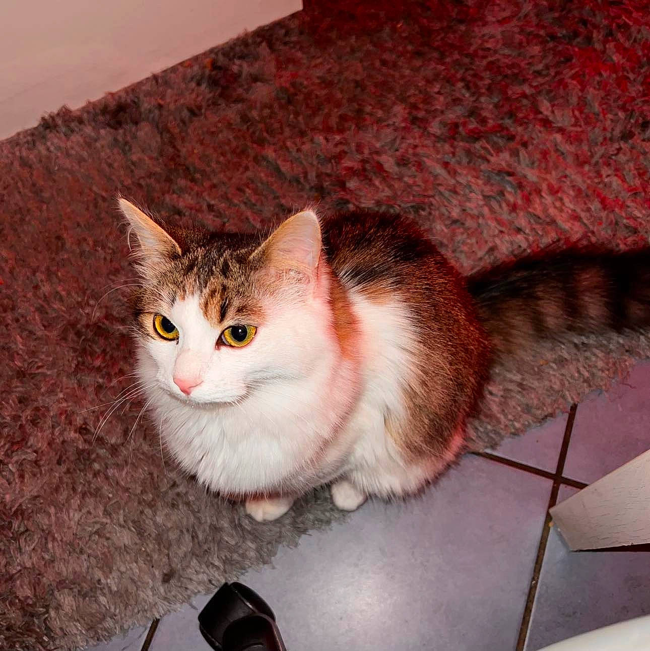 Qiyana participe au concours pour gagner de l'argent avec cette photo : box, carnivore, cat, domestic_short_haired_cat, eye, fawn, felidae, flooring, fur, hardwood, head, paw, plant, sandal, small_to_medium_sized_cats, snout, tail, whiskers, window, wood