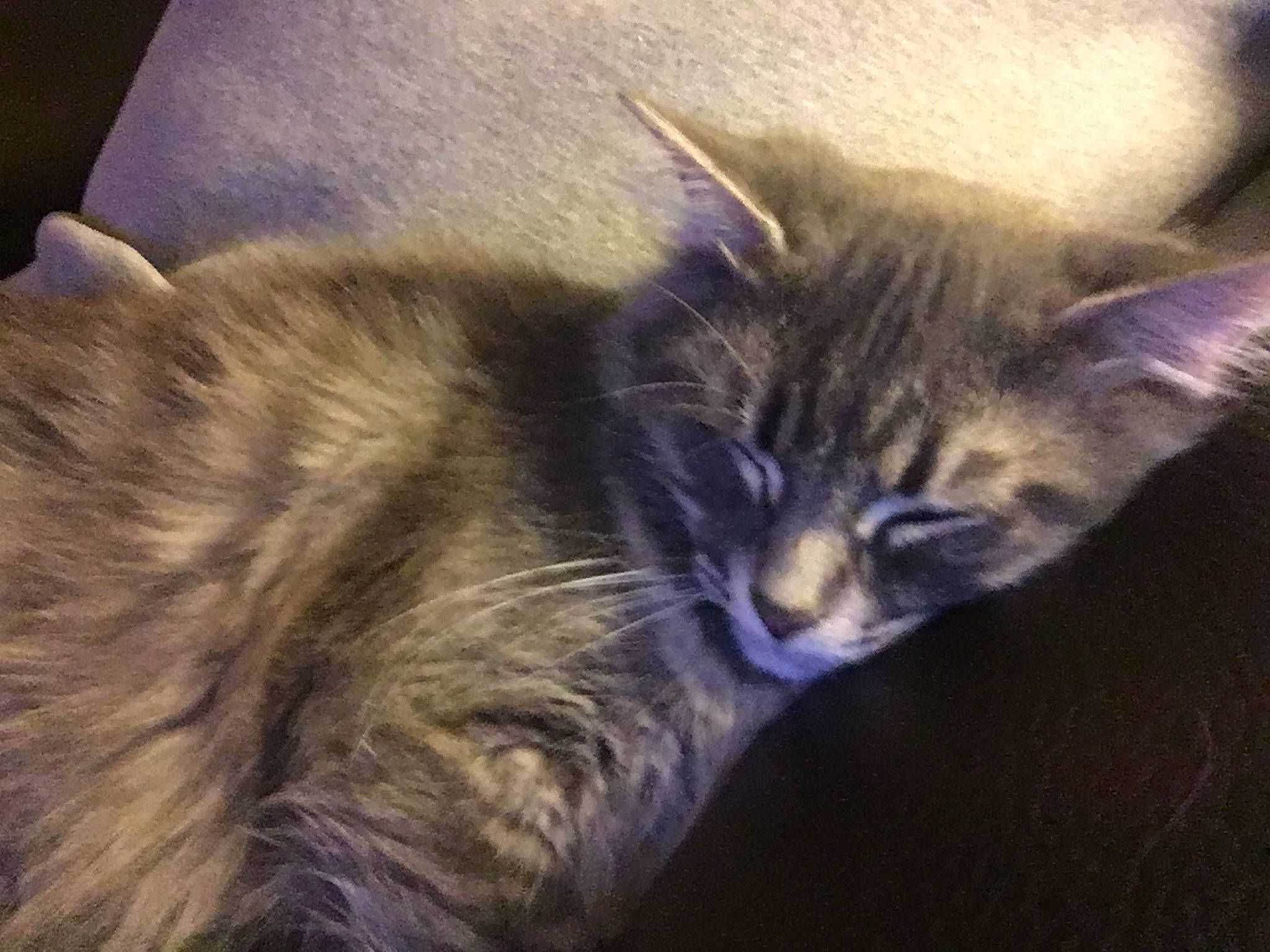 Graycie joined the competition — help win amazing prizes! carnivore, cat, claw, cloud, comfort, darkness, domestic_short_haired_cat, ear, electric_blue, felidae, fur, metal, meteorological_phenomenon, paw, sky, small_to_medium_sized_cats, snout, square, tail, whiskers