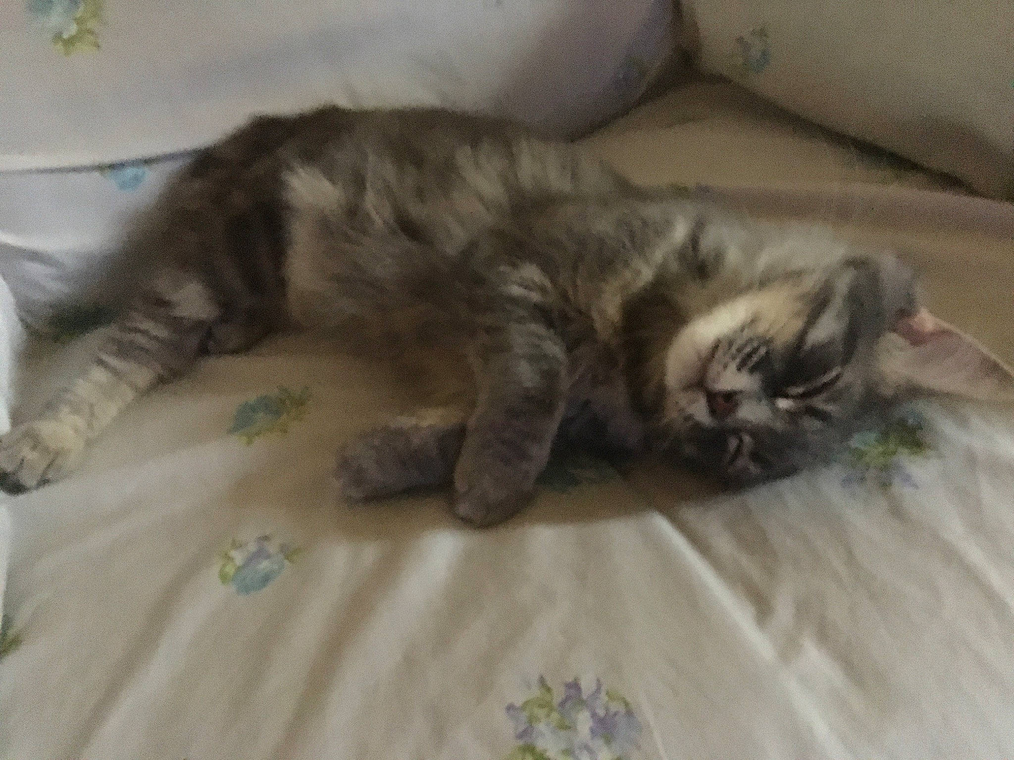 Graycie is registered to the contest to win money with this photo: carnivore, cat, claw, comfort, domestic_short_haired_cat, felidae, flooring, fur, grey, hardwood, nap, paw, sleep, small_to_medium_sized_cats, tail, terrestrial_animal, whiskers