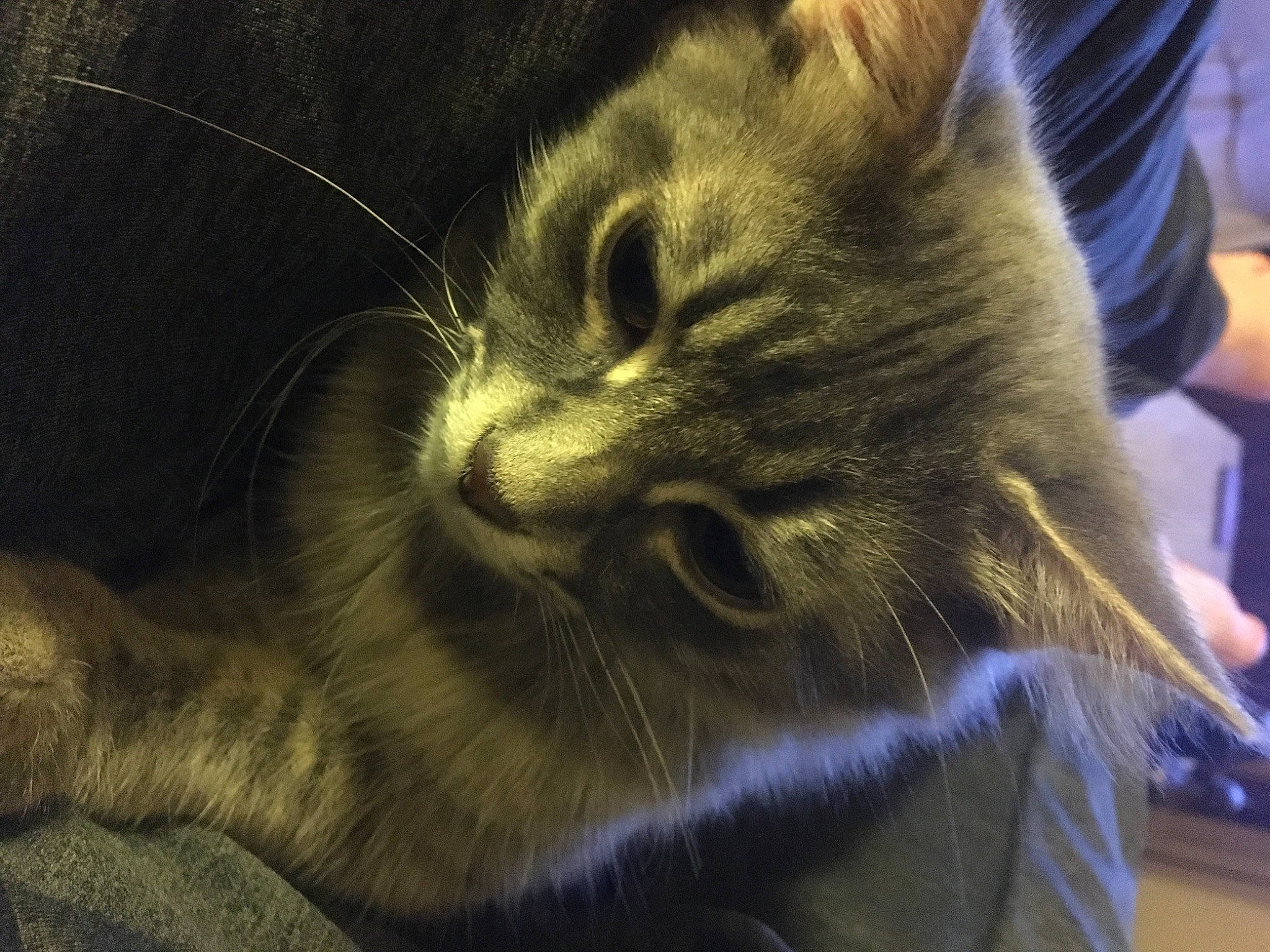 Graycie joined the competition — help win amazing prizes! carnivore, cat, claw, comfort, domestic_short_haired_cat, electric_blue, felidae, fur, nap, paw, sleep, small_to_medium_sized_cats, snout, tail, terrestrial_animal, whiskers