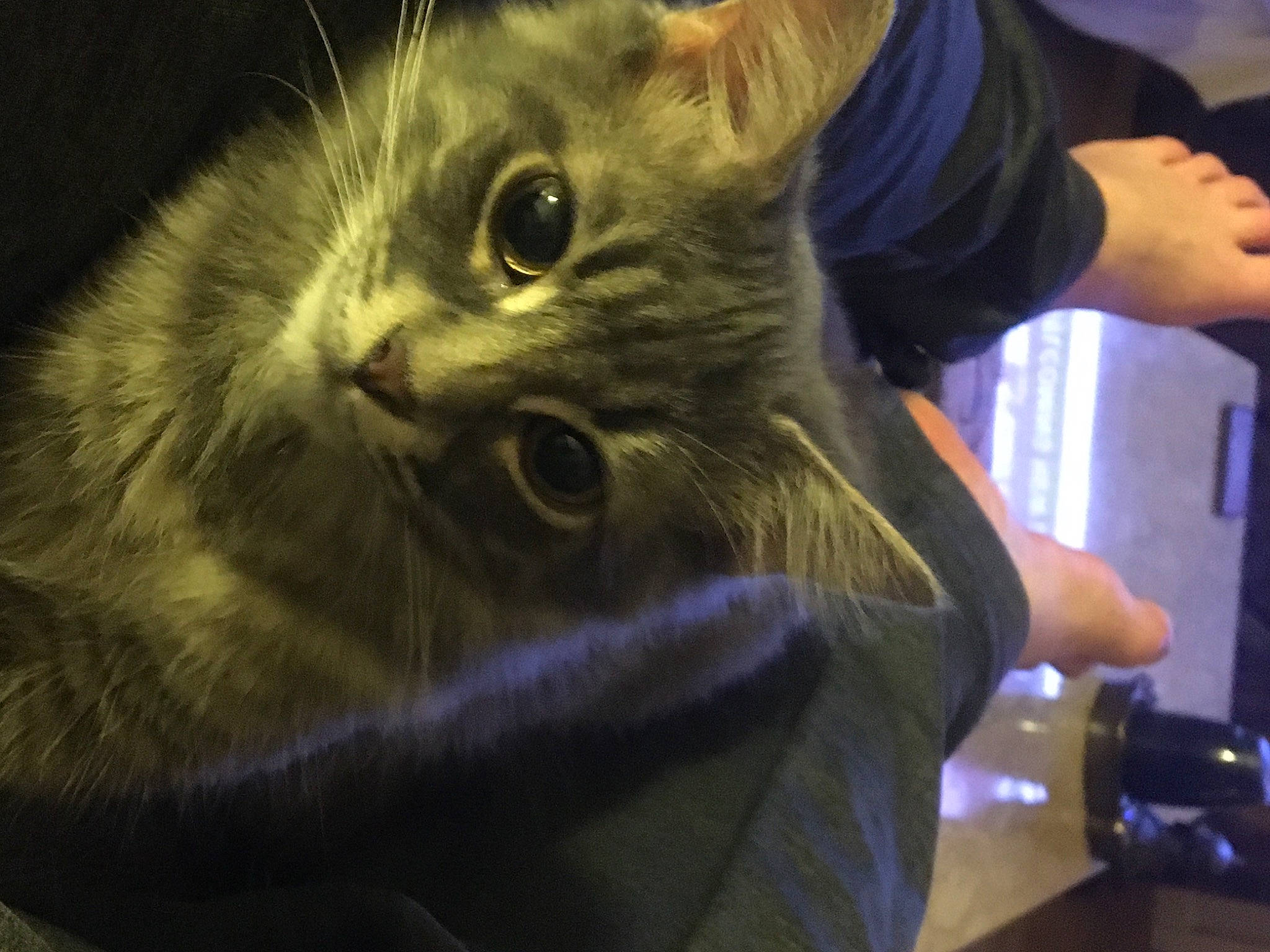 Graycie is registered to the contest to win money with this photo: carnivore, cat, domestic_short_haired_cat, ear, electric_blue, event, facial_hair, felidae, fur, gesture, personal_protective_equipment, small_to_medium_sized_cats, snout, terrestrial_animal, whiskers