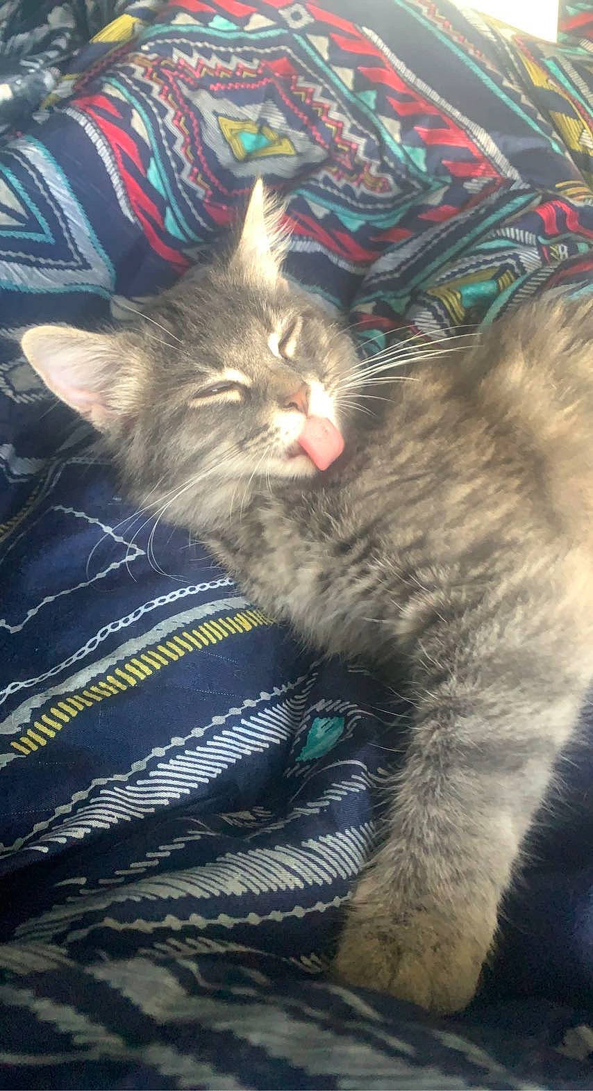 Gracie is registered to the contest to win money with this photo: black_cat, carnivore, cat, claw, comfort, domestic_short_haired_cat, electric_blue, felidae, fur, grey, nap, paw, sleep, small_to_medium_sized_cats, snout, tail, whiskers