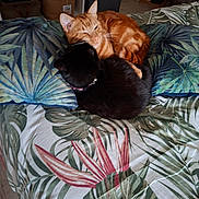 Clochette Et Rouxi participe au concours pour gagner de l'argent avec cette photo : cat, orange_cat, black_cat, bed, pillow, blanket, indoor, pets, fur, sleeping, cozy, animal, resting, cute, companion, domestic, feline, snuggling, home, comfortable