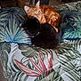 cat, orange_cat, black_cat, bed, pillow, blanket, indoor, pets, fur, sleeping, cozy, animal, resting, cute, companion, domestic, feline, snuggling, home, comfortable