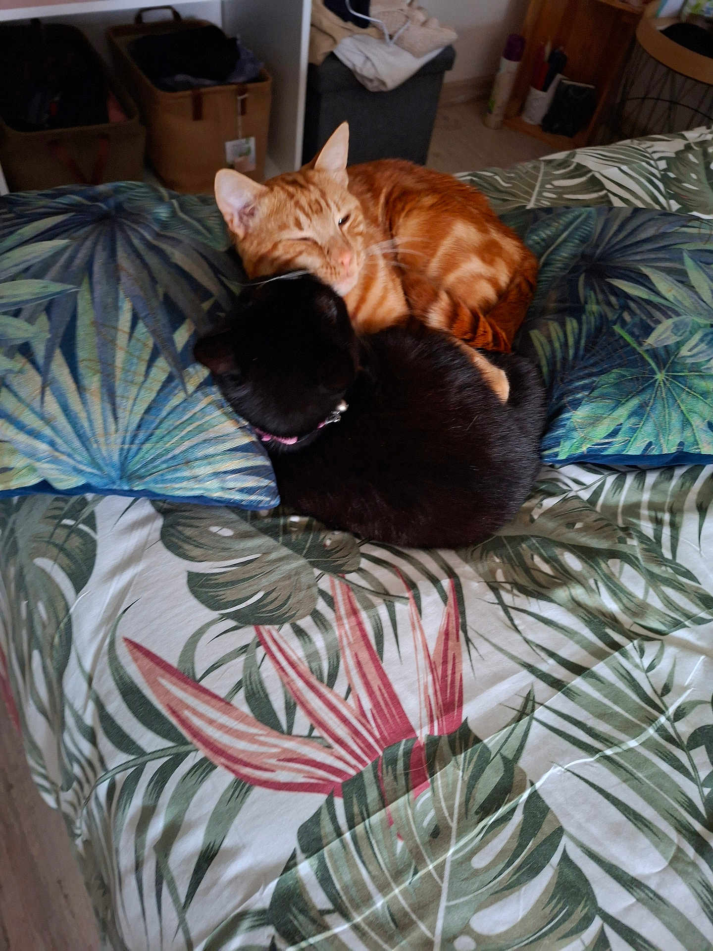 Clochette Et Rouxi participe au concours pour gagner de l'argent avec cette photo : cat, orange_cat, black_cat, bed, pillow, blanket, indoor, pets, fur, sleeping, cozy, animal, resting, cute, companion, domestic, feline, snuggling, home, comfortable