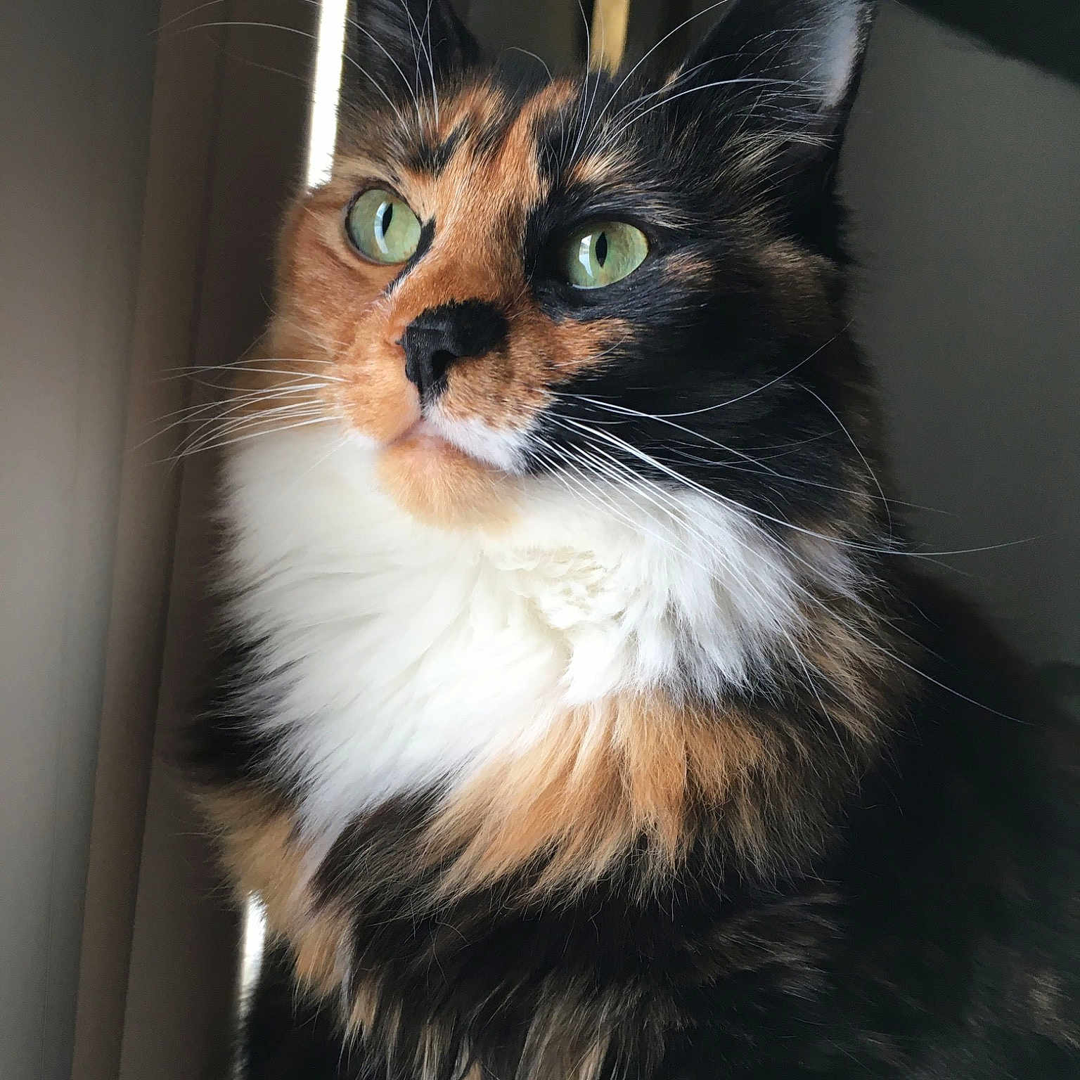 Kitten