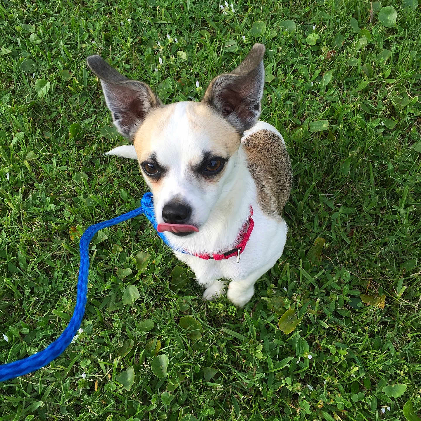Walt joined the competition — help win amazing prizes! animal, canine, closeup, collar, cute, daylight, dog, ears, fur, grass, greenery, leash, looking_up, nature, outdoor, pet, playful, sitting, small_dog, tongue_out