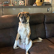Charlie is registered to the contest to win money with this photo: animal, brown_couch, brown_fur, collar, dog, ears, expression, face, furniture, household_items, indoor, kitchen_counter, lamp, pet, piggy_bank, sitting, tail, vase, wall, white_fur