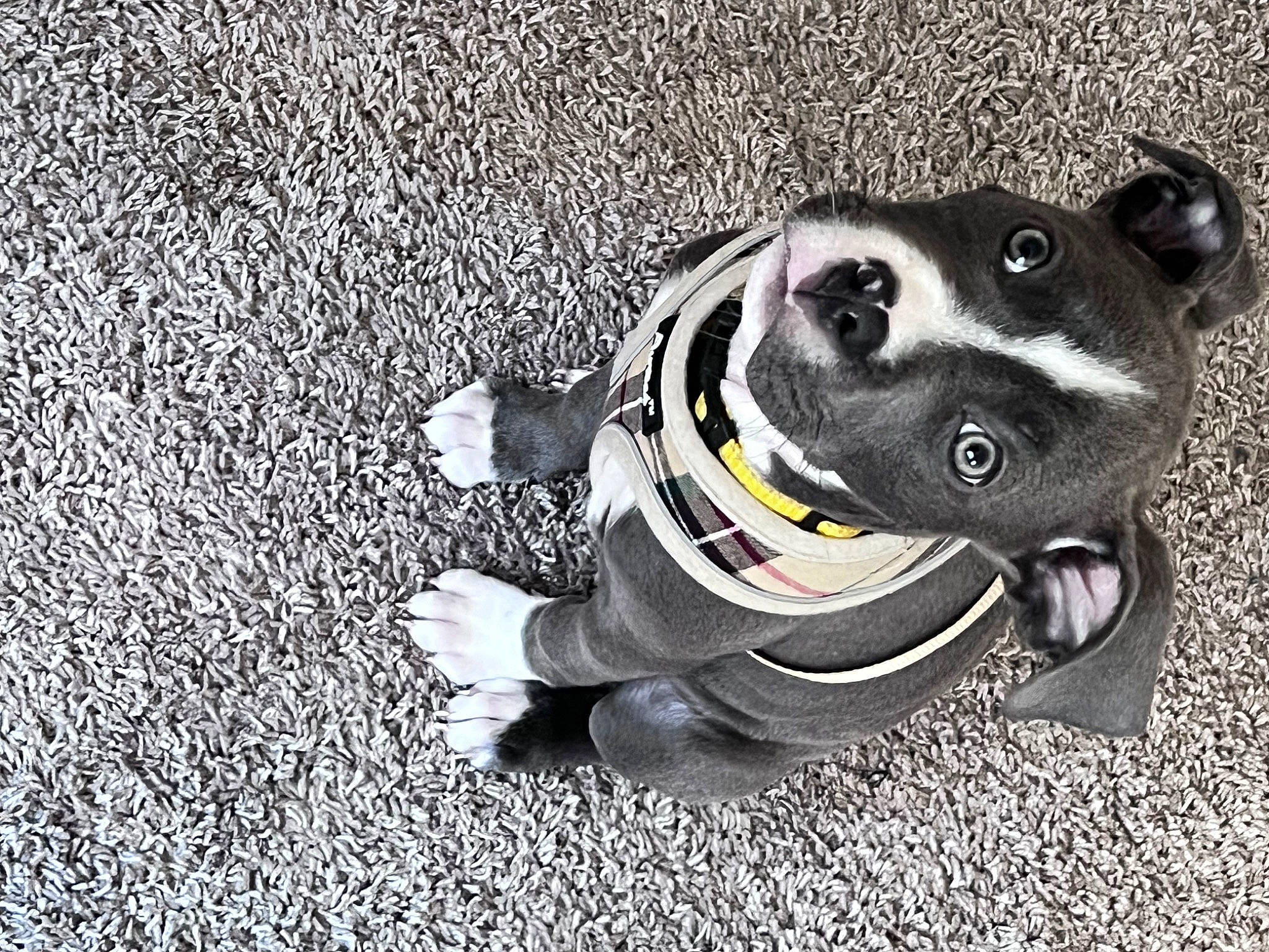 Blu joined the competition — help win amazing prizes! asphalt, canidae, carnivore, collar, companion_dog, dog, dog_breed, dog_collar, fashion_accessory, font, grey, leash, monochrome_photography, personal_protective_equipment, road_surface, snout, sporting_group, tar, whiskers, working_animal