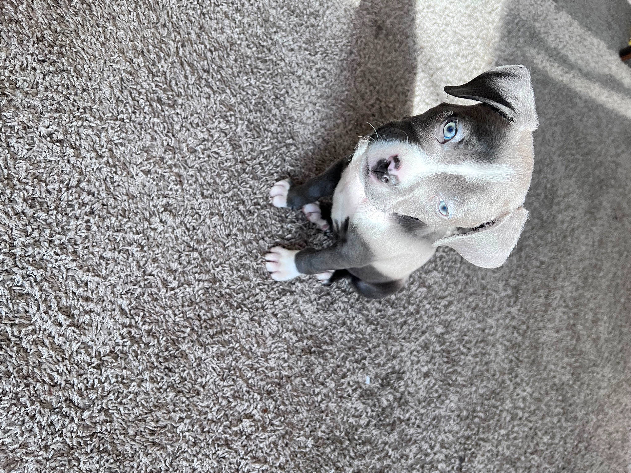 Blu joined the competition — help win amazing prizes! asphalt, canidae, carnivore, concrete, dog, dog_breed, fawn, flooring, fur, grass, grey, monochrome, monochrome_photography, road_surface, shadow, sidewalk, snout, soil, sporting_group, whiskers