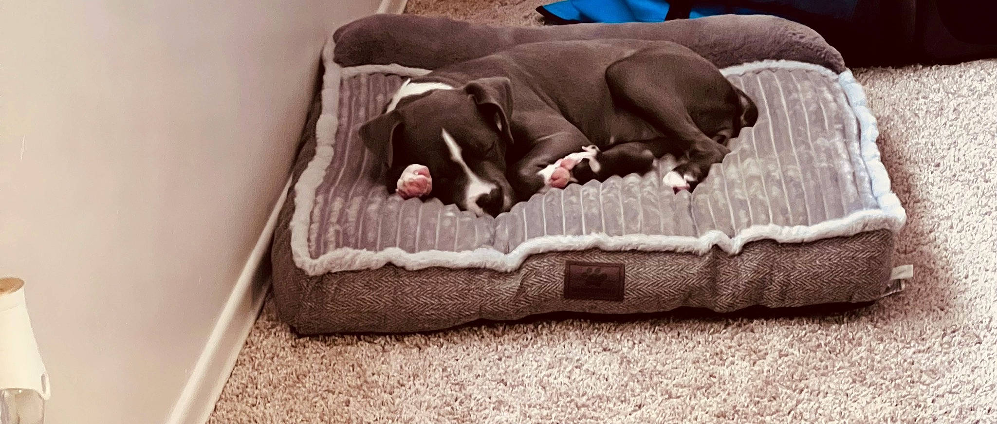 Blu is registered to the contest to win money with this photo: baby_products, bed, bedding, carnivore, comfort, companion_dog, dog, dog_bed, dog_breed, dog_supply, fur, grey, guard_dog, linens, liver, nap, pet_supply, rectangle, wood, working_animal