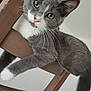 Zina a rejoint le concours — aidez-le/la à gagner de superbes lots ! cat, gray_cat, white_paws, wooden_chair, indoor, pet, feline, curious, relaxed, closeup, yellow_eyes, pink_nose, whiskers, fur, animal, domestic_cat, household, cute, resting, chair_back