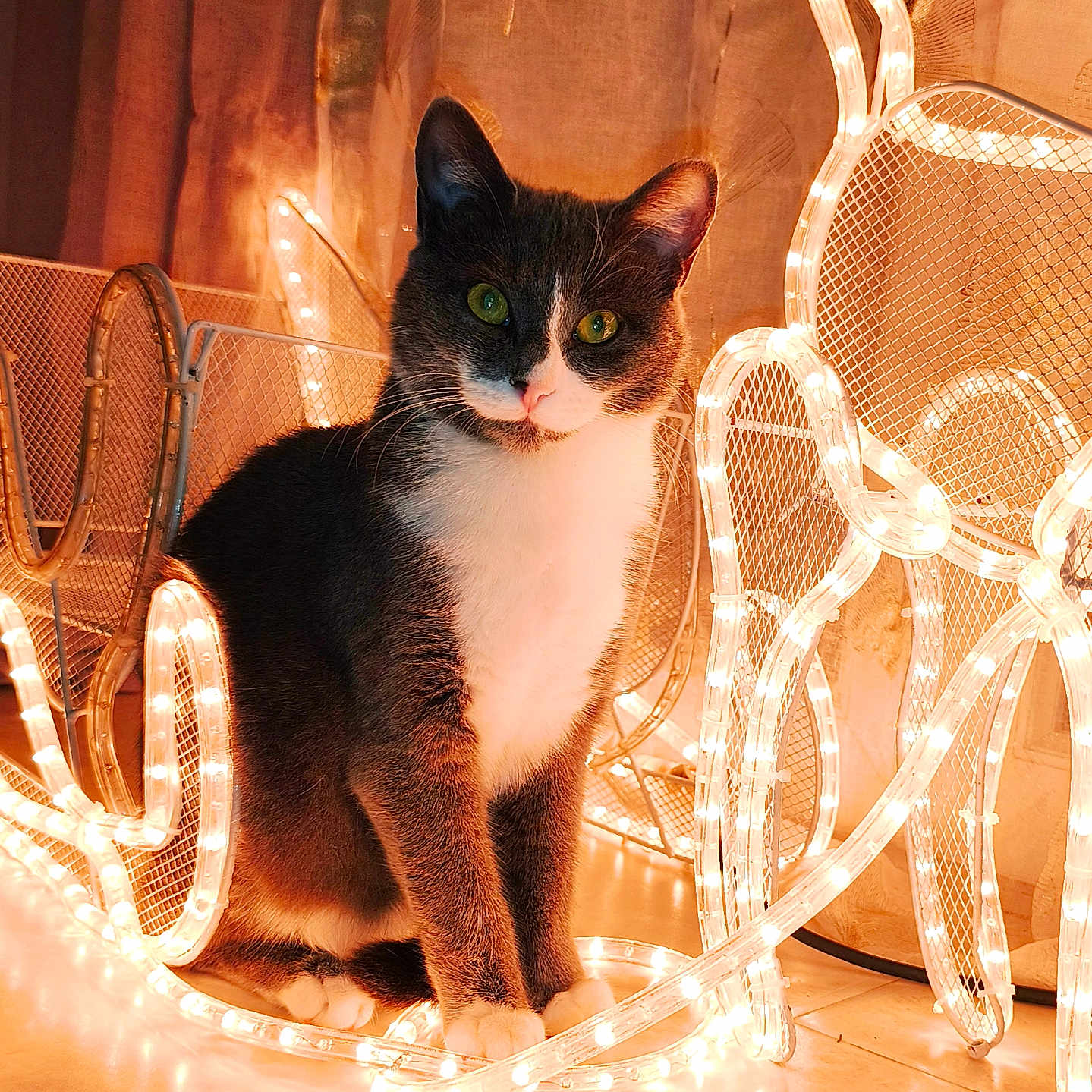 Zina participe au concours pour gagner de l'argent avec cette photo : animal, cat, cozy, curious, curtains, cute, decor, feline, floor, glowing_lights, green_eyes, indoor, lighting, pet, portrait, sitting, string_lights, tuxedo_cat, warm_light, white_paws