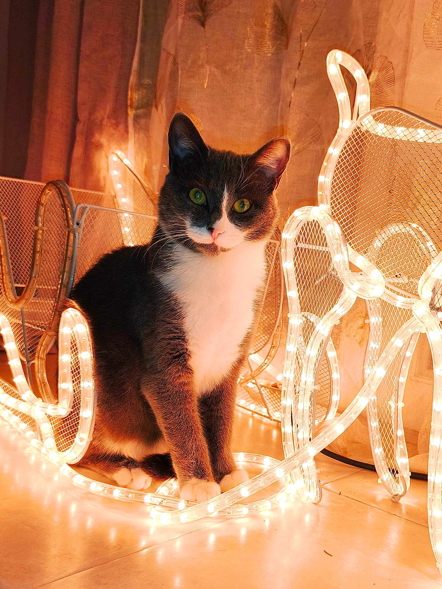 Zina participe au concours pour gagner de l'argent avec cette photo : cat, tuxedo_cat, string_lights, glowing_lights, indoor, curtains, floor, green_eyes, animal, pet, cute, cozy, decor, lighting, feline, sitting, portrait, warm_light, white_paws, curious