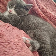 Zina a rejoint le concours — aidez-le/la à gagner de superbes lots ! kitten, cat, sleeping, gray, white, paw, pink_paw, blanket, pink, soft, cozy, fur, pet, animal, resting, cute, indoor, closeup, relaxation, young_cat