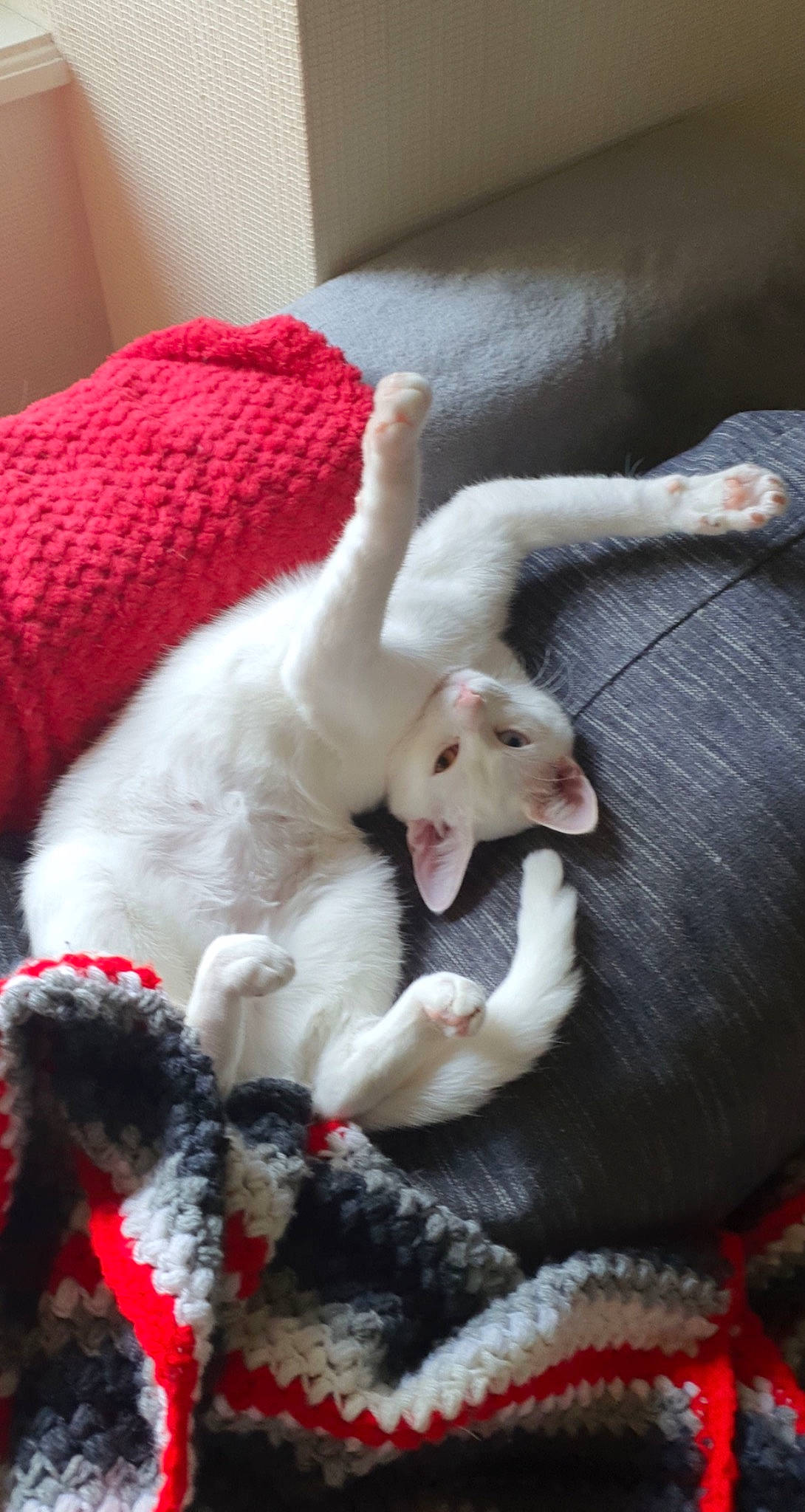 Xena a rejoint le concours — aidez-le/la à gagner de superbes lots ! bed, canidae, carnivore, cat, claw, comfort, companion_dog, dog_breed, fawn, felidae, fur, linens, nap, paw, small_to_medium_sized_cats, snout, sporting_group, tail, textile, whiskers