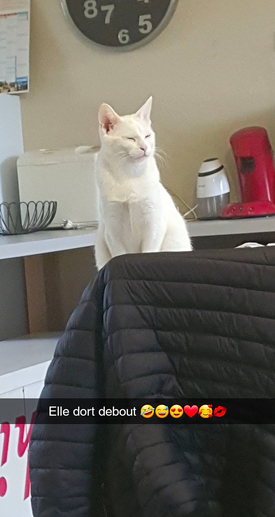 Xena a rejoint le concours — aidez-le/la à gagner de superbes lots ! automotive_tire, box, carnivore, cat, comfort, domestic_short_haired_cat, felidae, fur, household_supply, paper_product, paper_towel, rim, room, shelf, shelving, sitting, small_to_medium_sized_cats, tableware, tail, whiskers