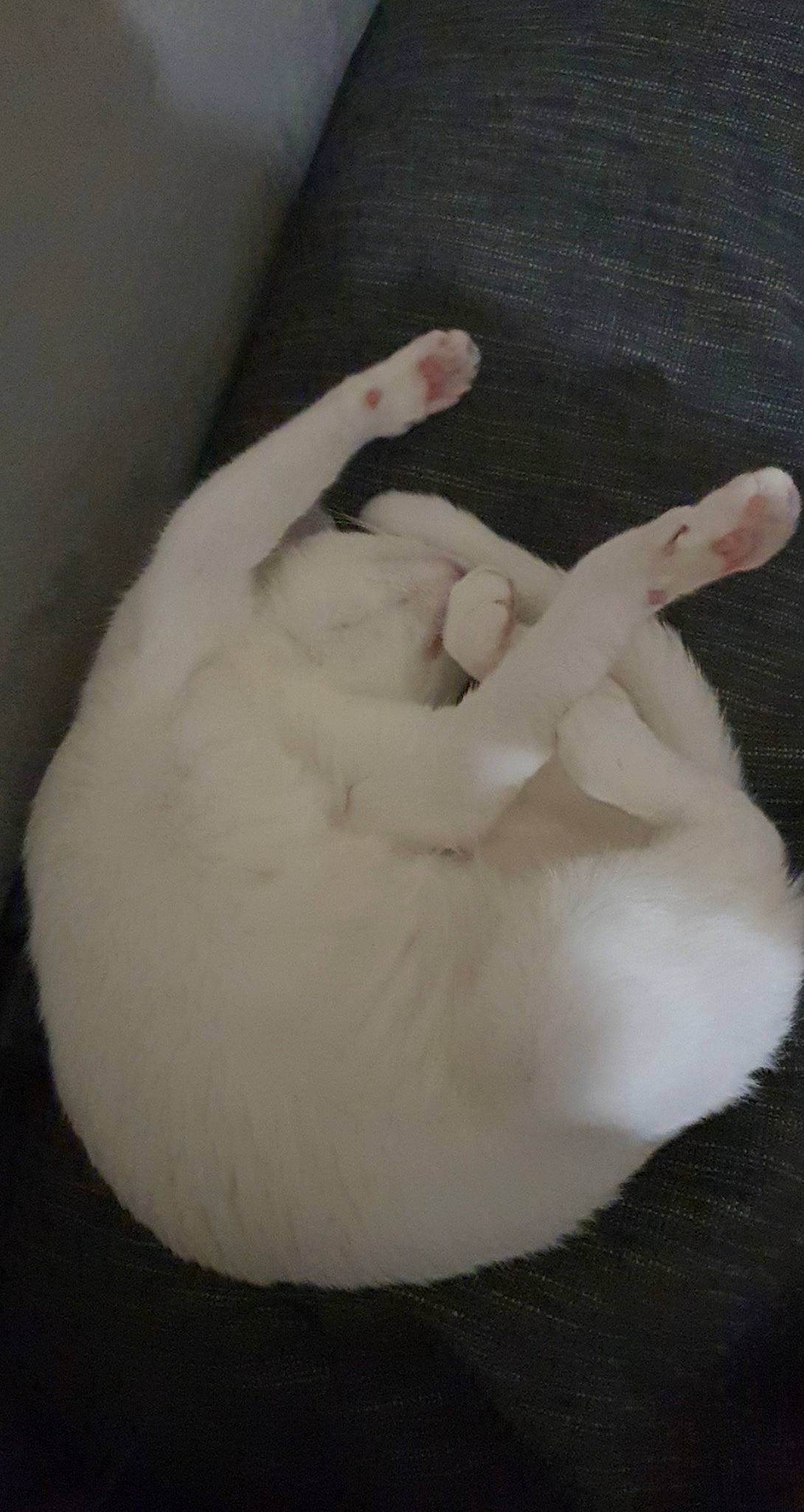 Xena participe au concours pour gagner de l'argent avec cette photo : canidae, carnivore, cat, claw, comfort, companion_dog, dog_breed, fawn, felidae, fur, gesture, paw, small_to_medium_sized_cats, snout, sporting_group, tail, toy, whiskers