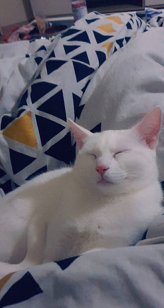 Xena a rejoint le concours — aidez-le/la à gagner de superbes lots ! carnivore, cat, comfort, domestic_short_haired_cat, felidae, freezing, fur, jaw, pattern, paw, sky, small_to_medium_sized_cats, snout, snow, tail, terrestrial_animal, whiskers, white, window, winter