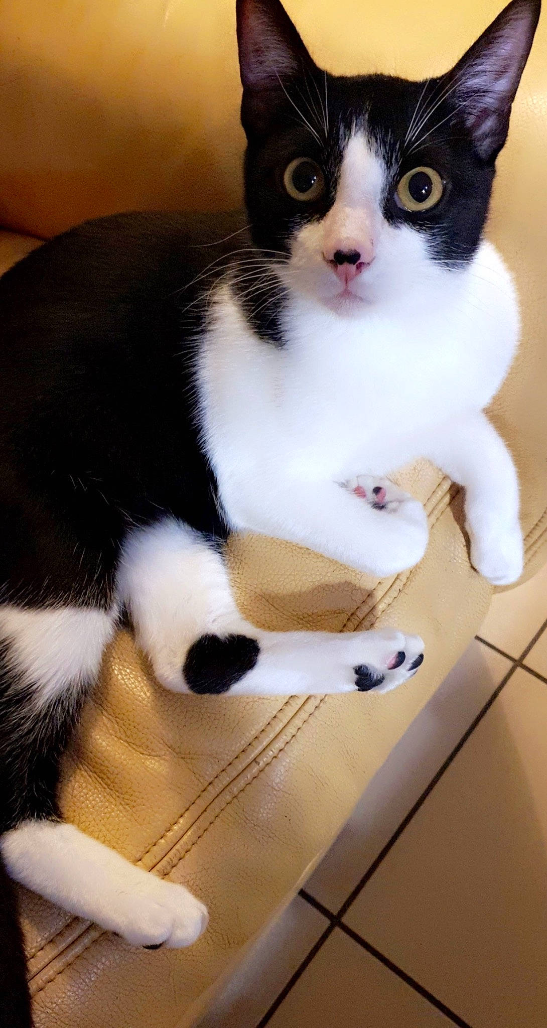 Alix participe au concours pour gagner de l'argent avec cette photo : carnivore, cat, comfort, domestic_short_haired_cat, drinkware, felidae, fur, paw, pet_supply, sitting, small_to_medium_sized_cats, snout, tail, whiskers, white