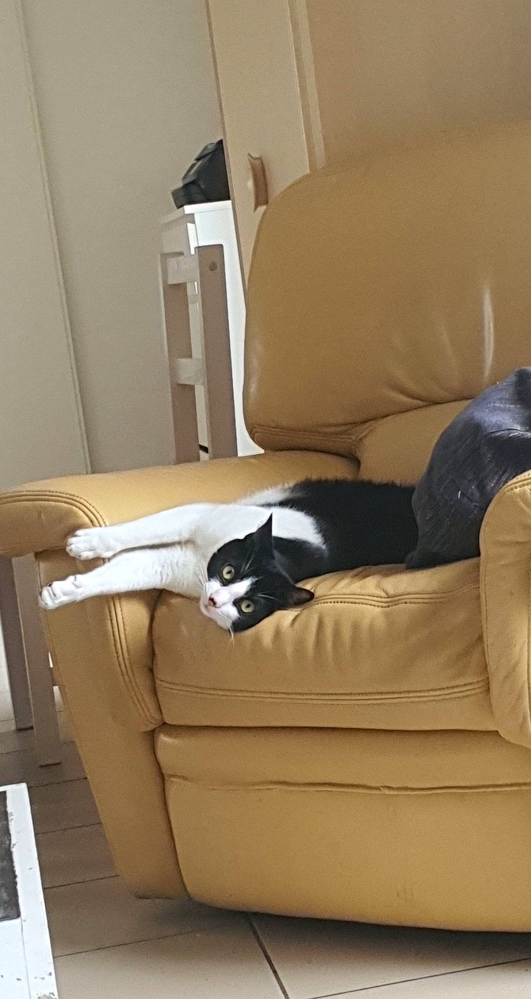 Alix a rejoint le concours — aidez-le/la à gagner de superbes lots ! carnivore, cat, comfort, companion_dog, couch, felidae, flooring, furniture, grey, hardwood, interior_design, linens, living_room, pillow, small_to_medium_sized_cats, studio_couch, tail, whiskers, white, wood