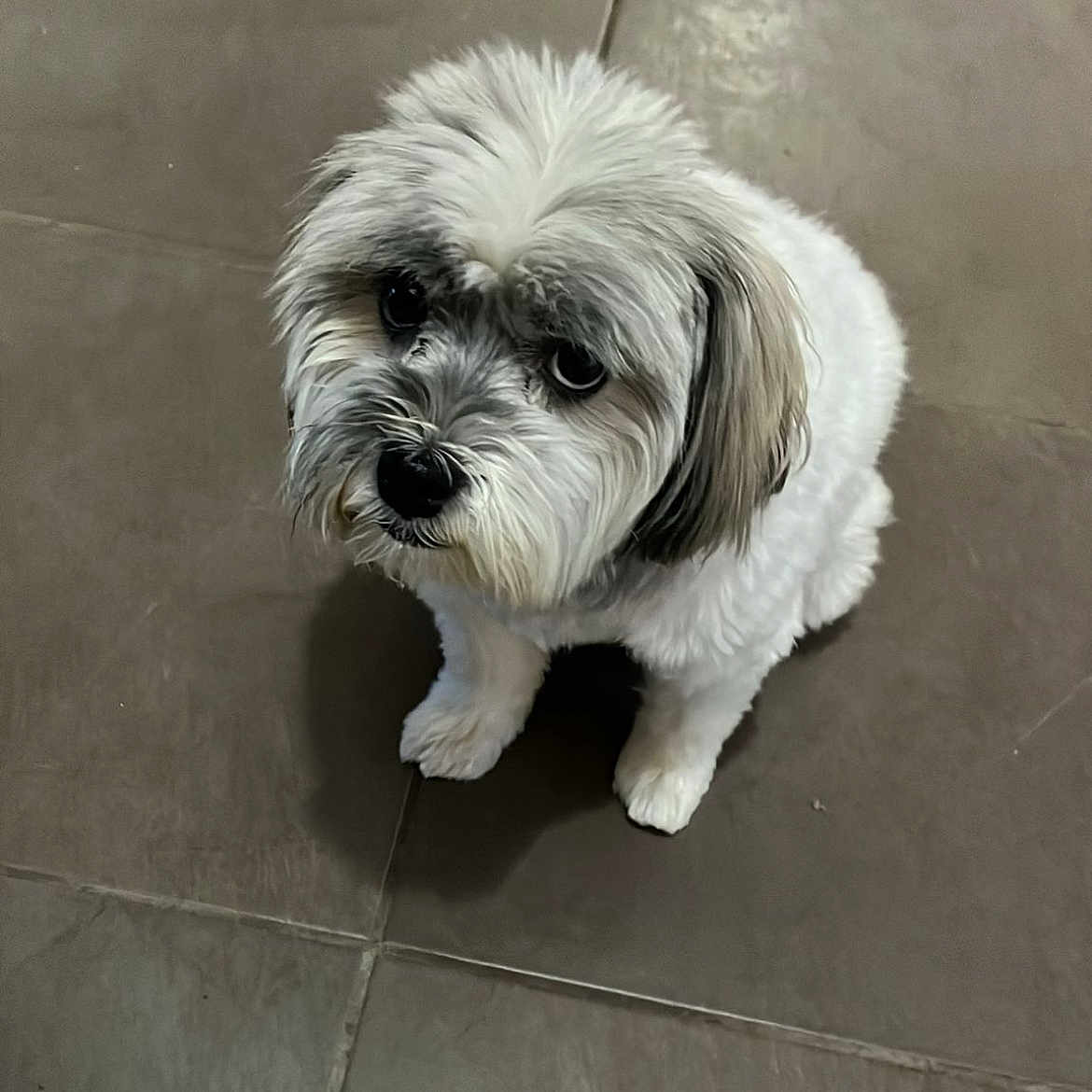 Nova a rejoint le concours — aidez-le/la à gagner de superbes lots ! affenpinscher, animal, canine, dog, dogbed, pet, poodle, puppy, slate, snout, terrier, tile, whitedog