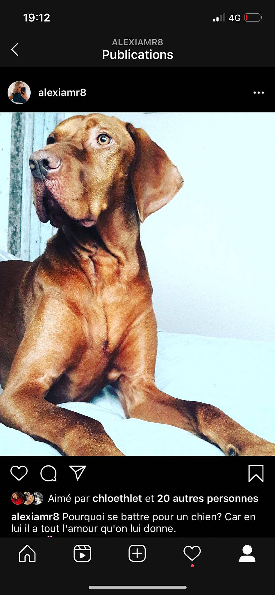 Harco a rejoint le concours — aidez-le/la à gagner de superbes lots ! ancient_dog_breeds, canidae, carnivore, dog, dog_breed, great_dane, hunting_dog, liver, mammal, photo_caption, pointing_breed, rare_breed_dog, rhodesian_ridgeback, sporting_group, vertebrate, vizsla, weimaraner, wirehaired_vizsla