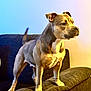 Tina participe au concours pour gagner de l'argent avec cette photo : dog, couch, indoor, pet, animal, alert, fur, muscular, standing, canine, brown, white, ears, tail, furniture, cushion, domestic, companion, house, portrait