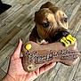 Tina participe au concours pour gagner de l'argent avec cette photo : dog, birthday, bone_shaped_treat, hand, floor, wooden_floor, curious, pet, indoor, close_up, celebration, canine, brown_dog, animal, sniffing, treat, paw, human_hand, nail_polish, tattoo